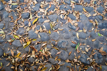 leaves and stones on the ground