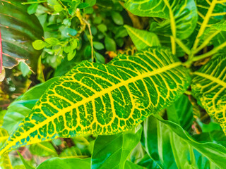 Green and yellow tropical plants flowers and trees in Mexico.
