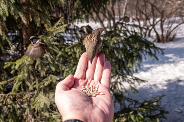 Sparrow eats seeds from a man's hand