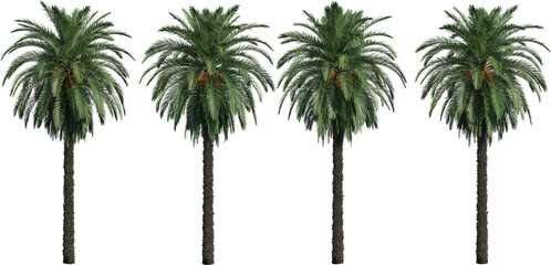 3d rendered palm trees isolated on white