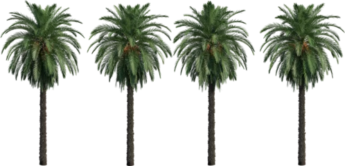 Poster 3d rendered palm trees isolated on white © ANDRIBENKY