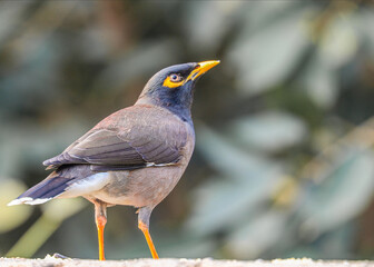 A Myna in a shouldered shot