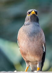 A Myna in a angry mood