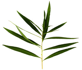 Forest grass. Wild plants. Green leaf isolated on white background