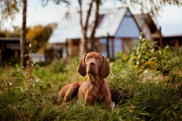 Hungarian Vizsla in the country, lying on the grass