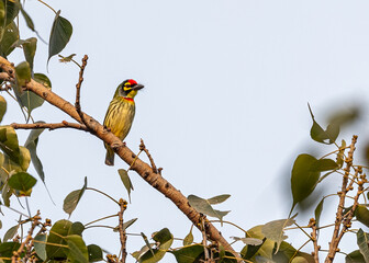 A Coppersmith Barbet relaxing on a branch