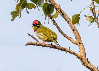 A Coppersmith Barbet Eye to Eye