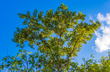 Obraz premium Caribbean beach fir palm trees in jungle forest nature Mexico.