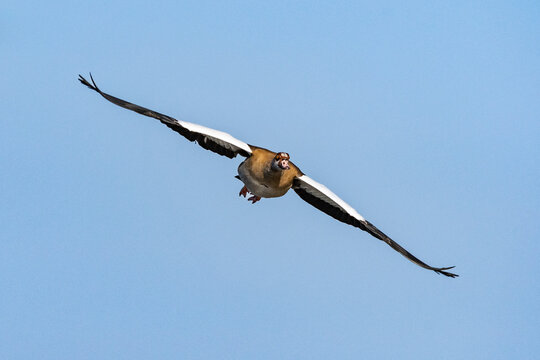 fliegende Nilgans