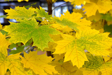 Beautiful yellow-green maple tree leaves close-up on the branches.