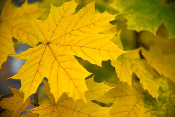 Naklejka na ściany i meble Beautiful yellow-green maple tree leaves close-up on the branches.