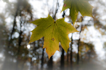 autumn leaves in the forest