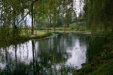 Lush green vegetation, plants and trees by the river in autumn