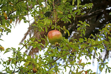 A pomegranate fruit tree where you can see one of the fruits