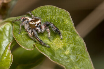 Male Thyene imperialis jumping spider walks on a plant looking for preys.
