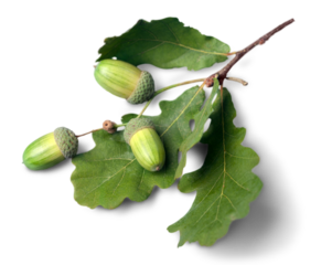 Pile of green hop cones isolated on white