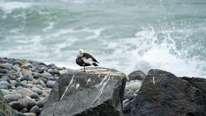 Gaviota