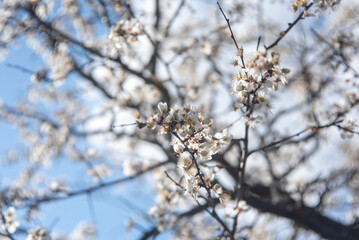 Branches with Blossom