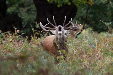 Red Deer Stag (Cervus elaphus)  bellowing for his hinds deep in an ancient forest - 537874650