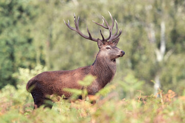 Proud Red Deer Stag (Cervus elaphus)