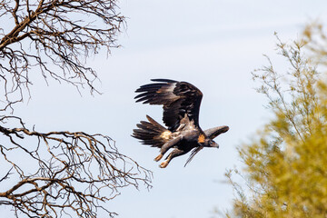 Australian Wedge-tailed Eagle (Aquila audax) flying from a tree