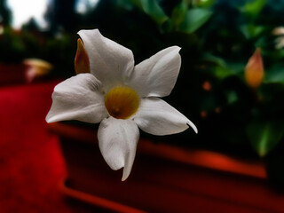 Mandevilla - Dipladenia. Close Up Of White Mandevilla Flower In Bloom