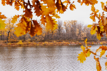 Autumn nature. frame of yellowed yellow autumn oak leaves. River in the background. Deserted. No people. Wilderness nature. Leaves out of focus.