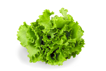 Fresh green salad on White Background