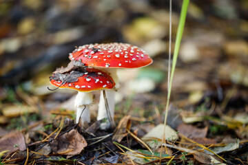Amanita muscaria. Red fly agaric mushroom in forest.