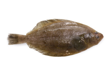 Mushigarei, Round-nose flounder, Shotted halibut (Eopsetta grigorjewi)