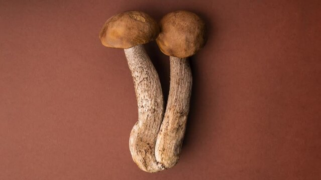 porcini on a brown background with copy space. Noble beautiful mushroom. A couple of mushrooms. Concept. Autumn dora nature