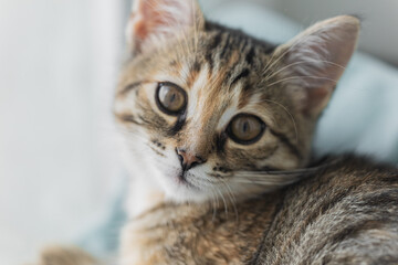Brown striped cat. Cute kitty