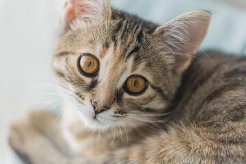 Gray cat with yellow eyes. Cute kitty