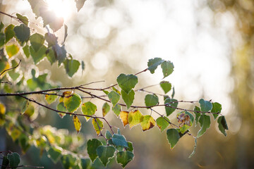 Autumn leaves on the sky background. Birch leaves shimmer in the sun. Bokeh