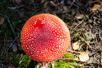 Amanita muscaria. Red fly agaric mushroom in forest. A round cap of a mushroom