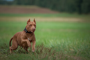 Beautiful purebred American Pit Bull Terrier on a meadow in summer.