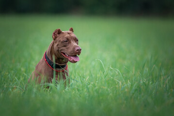 Beautiful purebred American Pit Bull Terrier on a meadow in summer.