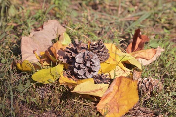 fallen autumn leaves