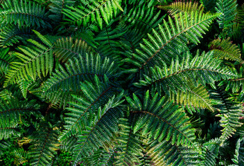 Fototapeta na wymiar Fern plant close-up, top view, background image