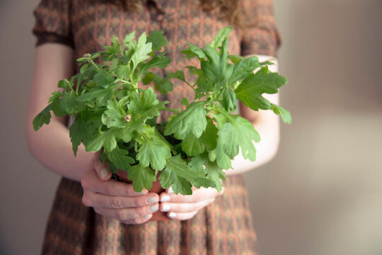 Person holding a bunch of herbs