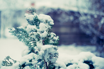 bushes draped with frost
