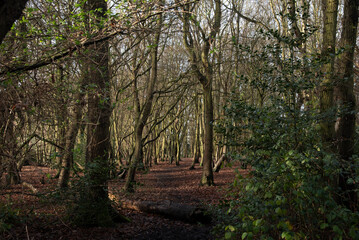 Trees in the woods
