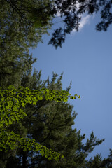 forest and sky