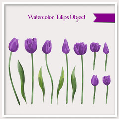 Vector watercolor tulips object collection