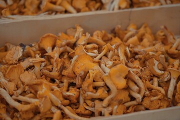 Closeup of fresh brown chanterelles in a paper basket at a weekly farmers market