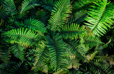 Fern plant close-up, top view, background image