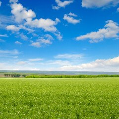Green peas field and blue sky.