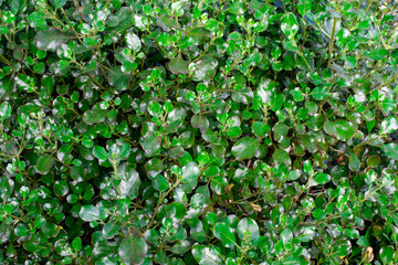 Obraz premium nature green leaves wall texture, background image