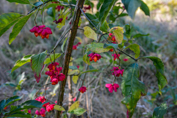 Spindle tree (euonymus europaeus)