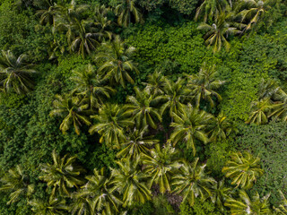 Top down view of the forest